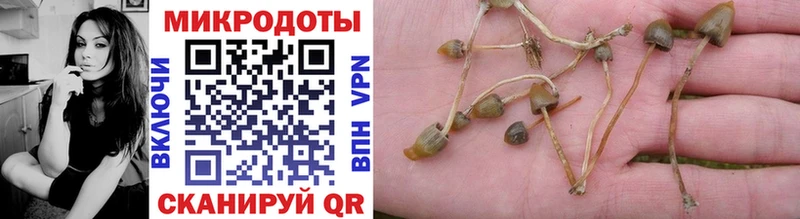 Купить где  Ельня  Псилоцибиновые грибы Psilocybe 
